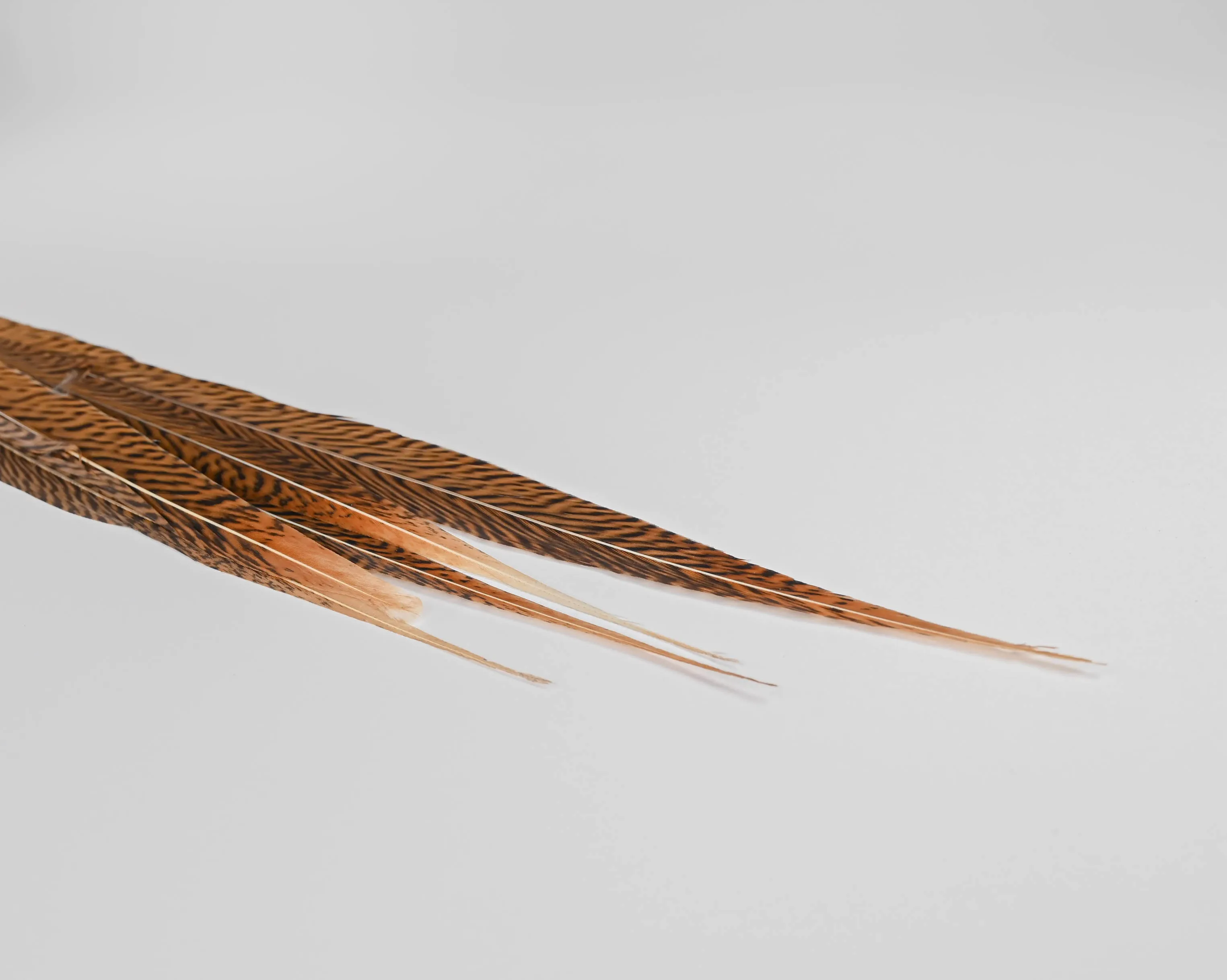 Ringneck Pheasant Feathers 16-18 inches
